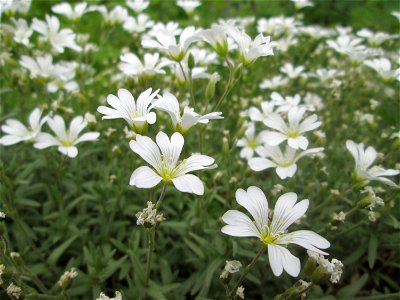 Acker-Hornkraut (Cerastium arvense) an der Saar in Sankt Arnual