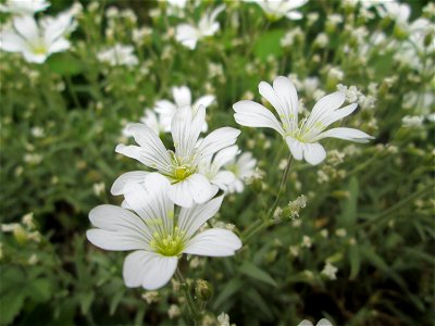Acker-Hornkraut (Cerastium arvense) an der Saar in Sankt Arnual