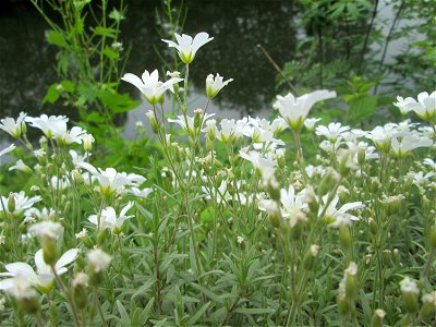 Acker-Hornkraut (Cerastium arvense) an der Saar in Sankt Arnual