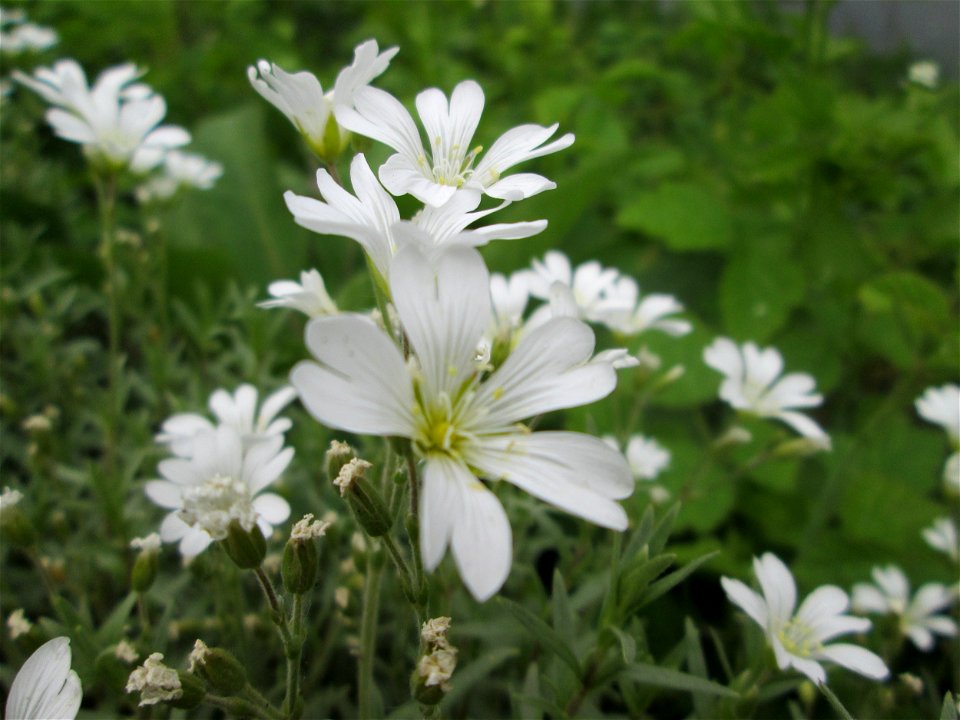 Acker-Hornkraut (Cerastium arvense) an der Saar in Sankt Arnual