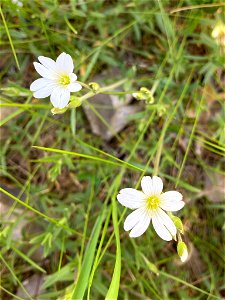 field chickweed (Cerastium arvense)