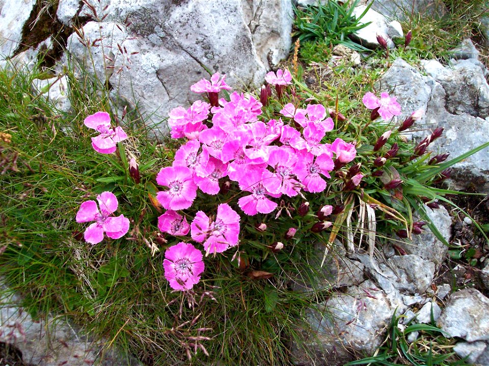 Dianthus alpinus on mountain Schneeberg (Austria)