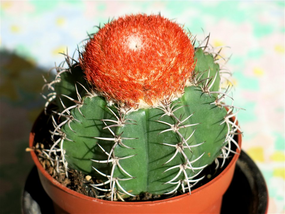 Melocactus matanzanus.