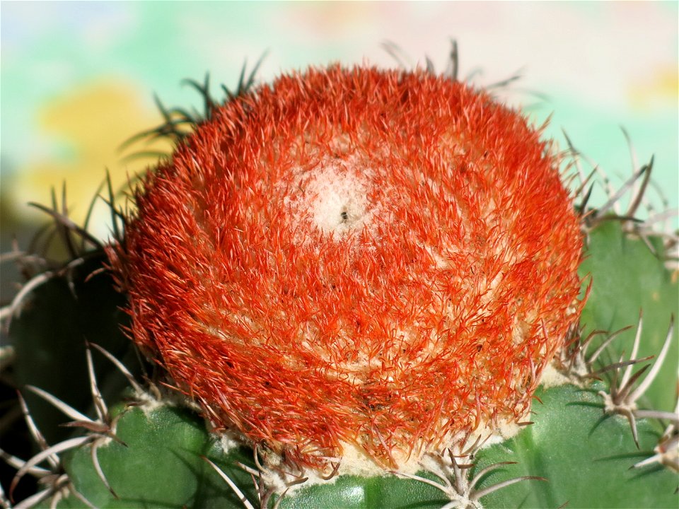 Melocactus matanzanus.