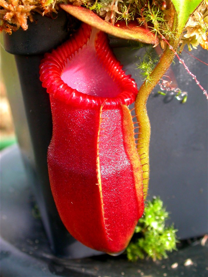 Cultivated N. macrophylla.
-Jeremiah-