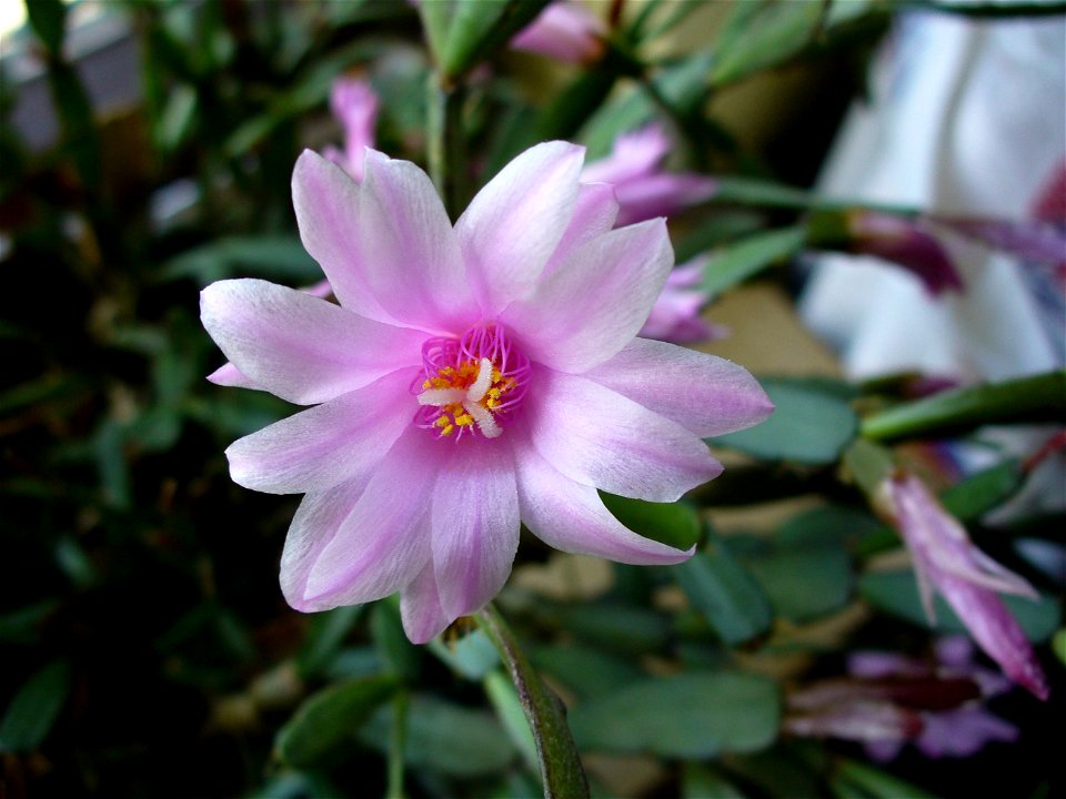 Rhipsalidopsis rosea, also known as Hatiora rosea or Schlumbergera rosea.