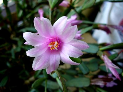 Rhipsalidopsis rosea, also known as Hatiora rosea or Schlumbergera rosea.