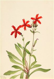 Fire Pink (Silene virginica)