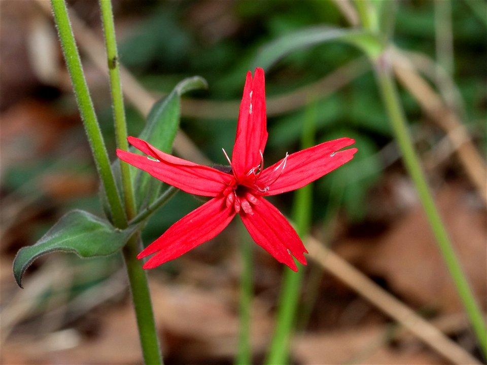 Fire Pink (Silene virginica) flower at Beaman Park in Nashville, Tennessee