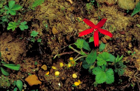 Image title: Fire pink flower plant silene virginica Image from Public domain images website, http://www.public-domain-image.com/full-image/flora-plants-public-domain-images-pictures/flowers-public-do photo