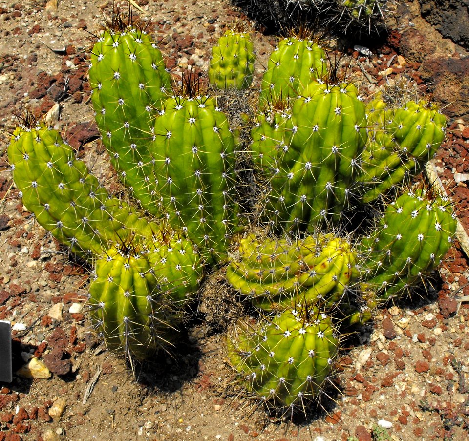 Echinopsis candicans at the Huntington Library & Botanical Gardens in San Marino, California, USA. Identified wrongly by sign as: Trichocereus lamprochlorus