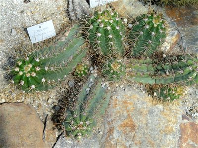 Echinopsis candicans specimen in the Botanischer Garten München-Nymphenburg, Munich, Germany.