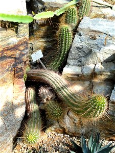 Echinopsis candicans specimen in the Botanischer Garten München-Nymphenburg, Munich, Germany.