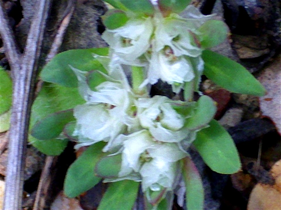Paronychia argentea close up, Sierra Madrona, Spain