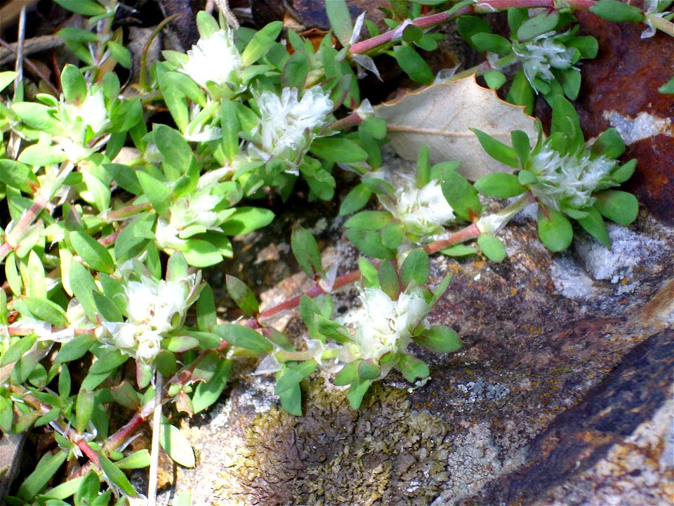 Paronychia argentea habit, Sierra Madrona, Spain