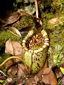 Photo taken by me in natural habitat.  Species: Nepenthes burbidgeae