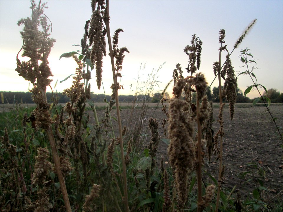 Grünähriger Fuchsschwanz  (Amaranthus powellii) im Hockenheimer Rheinbogen - eingeschleppt aus Südamerika