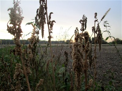 Grünähriger Fuchsschwanz  (Amaranthus powellii) im Hockenheimer Rheinbogen - eingeschleppt aus Südamerika