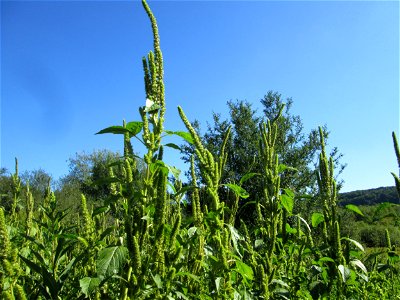 Grünähriger Fuchsschwanz  (Amaranthus powellii) im Almet in Sankt Arnual