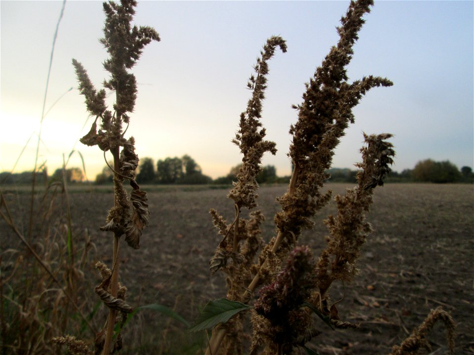 Grünähriger Fuchsschwanz  (Amaranthus powellii) im Hockenheimer Rheinbogen - eingeschleppt aus Südamerika