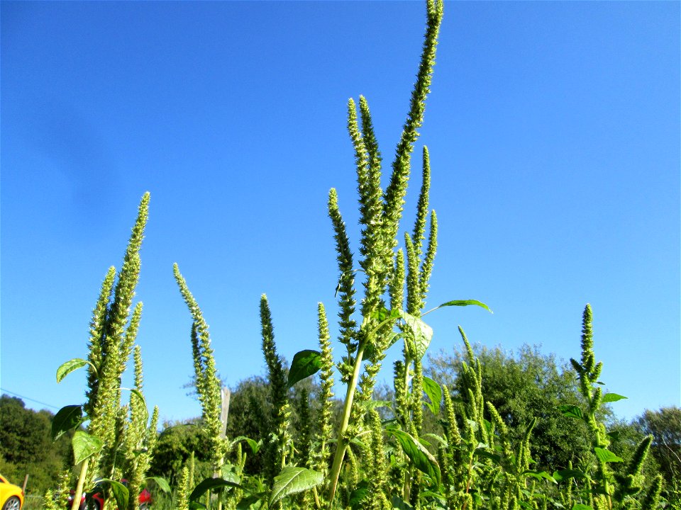 Grünähriger Fuchsschwanz  (Amaranthus powellii) im Almet in Sankt Arnual