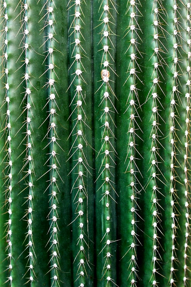 Cactus non identifié