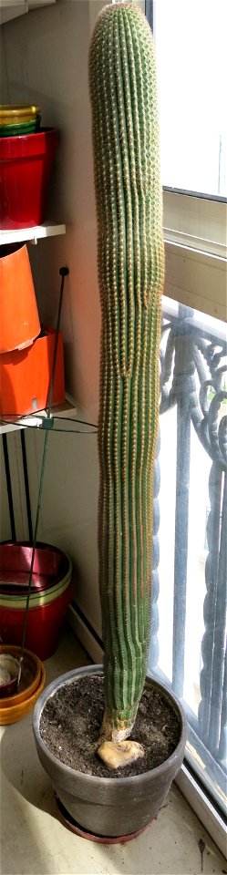 Neobuxbaumia (?) grown near Paris (France). 1.10 m circa 15 years old.