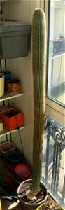 Neobuxbaumia grown near Paris (France). 1.44 m circa 17 years old.