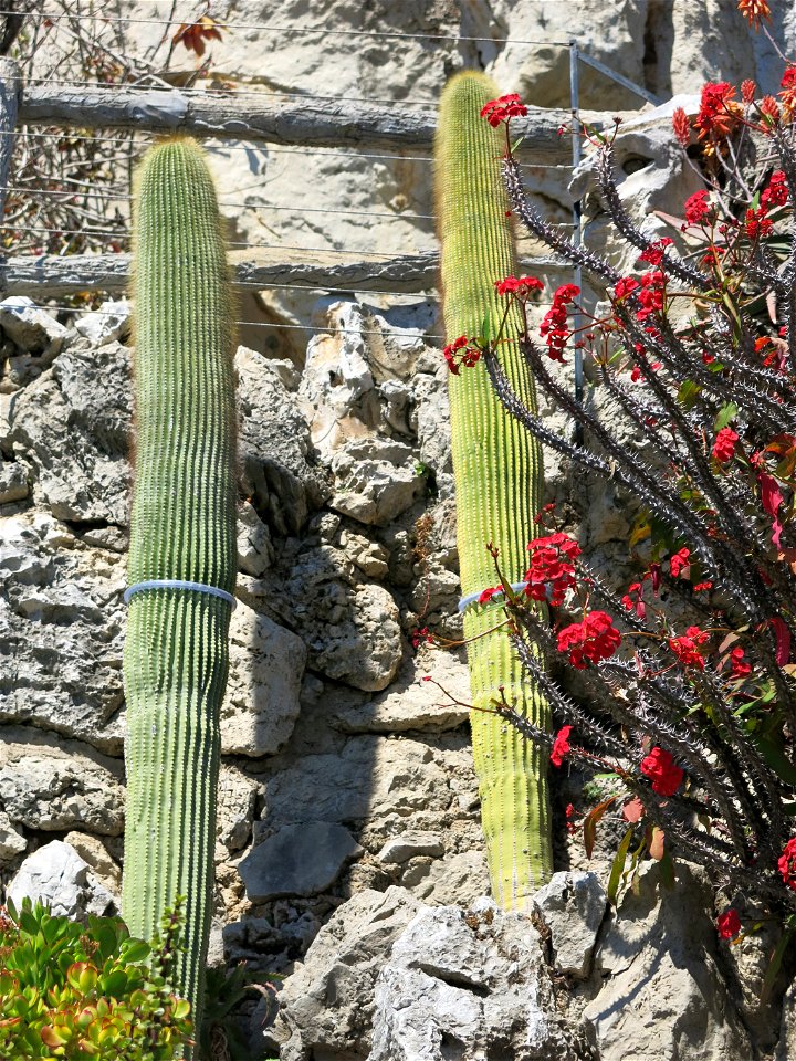 Neobuxbaumia polylopha in the exotic garden of Monaco.
Français :  Neobuxbaumia polylopha au jardin exotique de Monaco.