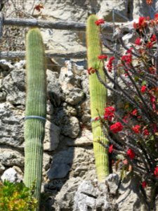 Neobuxbaumia polylopha in the exotic garden of Monaco.
Français :  Neobuxbaumia polylopha au jardin exotique de Monaco.