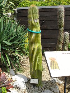 Neobuxmaunia polylopha in the botanical garden of Eze (Alpes-Maritimes, France). Identified by botanic label.