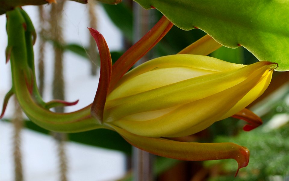 Flower bud of Epiphyllum laui at the point just prior to opening.