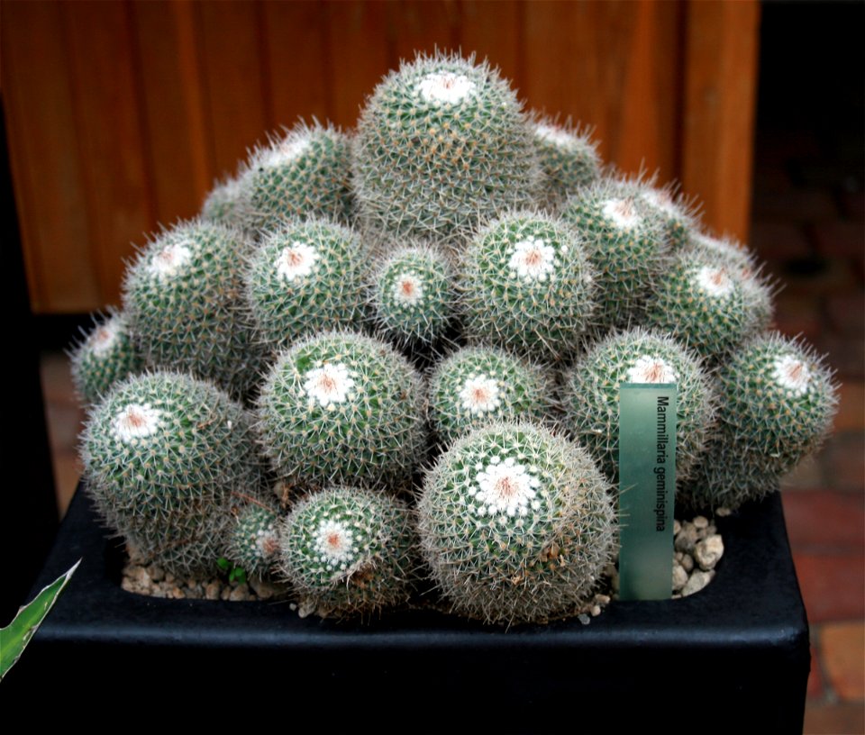 Cactus Mammillaria geminispina in Fata Morgana Greenhouse, Prague, Troja