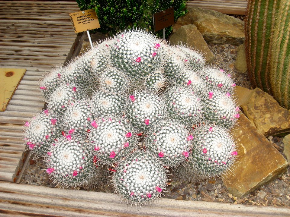 Mammillaria geminispina specimen in the National Botanic Garden of Belgium, Meise, just north of Brussels, Belgium.