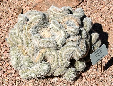 Mammillaria geminispina "Cristata"; native to Central Mexico.  Photographed at the Desert Botanical Garden, Phoenix, AZ.