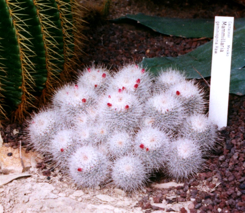 Mammillaria geminispina Haw.