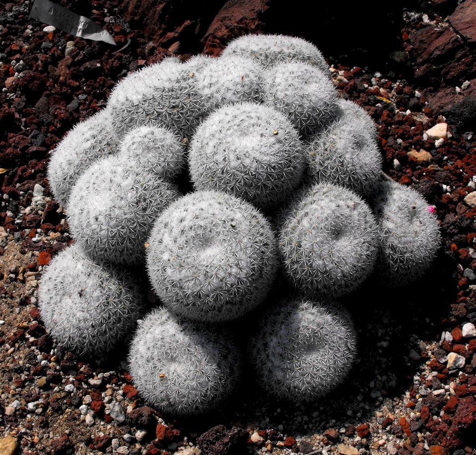 Mammillaria geminispina at the Huntington Library & Botanical Gardens in San Marino, California, USA. Identified by sign.