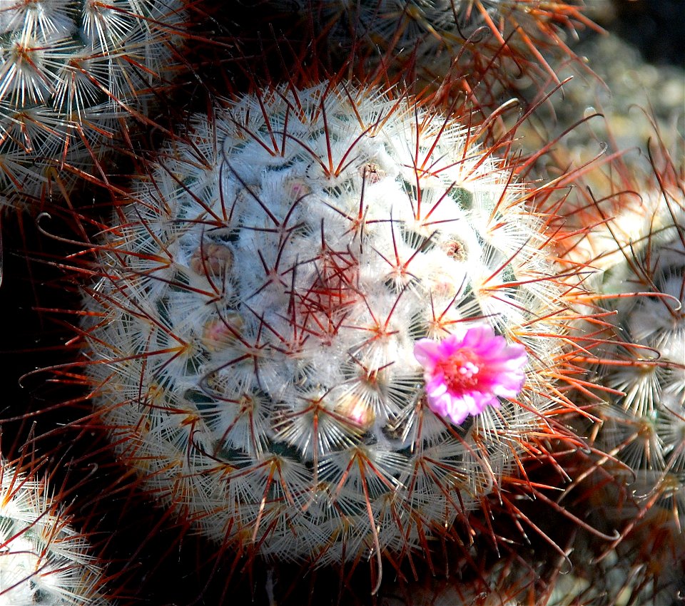 Picture of Baseball plant in the United States Botanical Garden