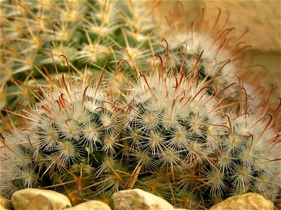 Image title: Cactii grown from seed Image from Public domain images website, http://www.public-domain-image.com/full-image/flora-plants-public-domain-images-pictures/flowers-public-domain-images-pictu photo