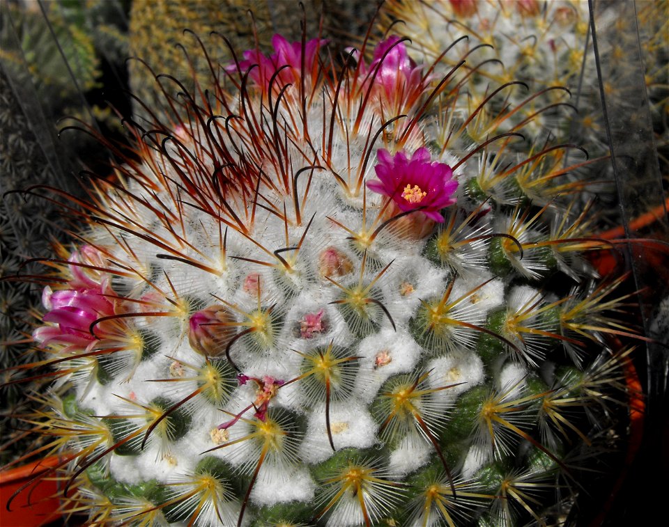 A photograph of Mammillaria bombycina.