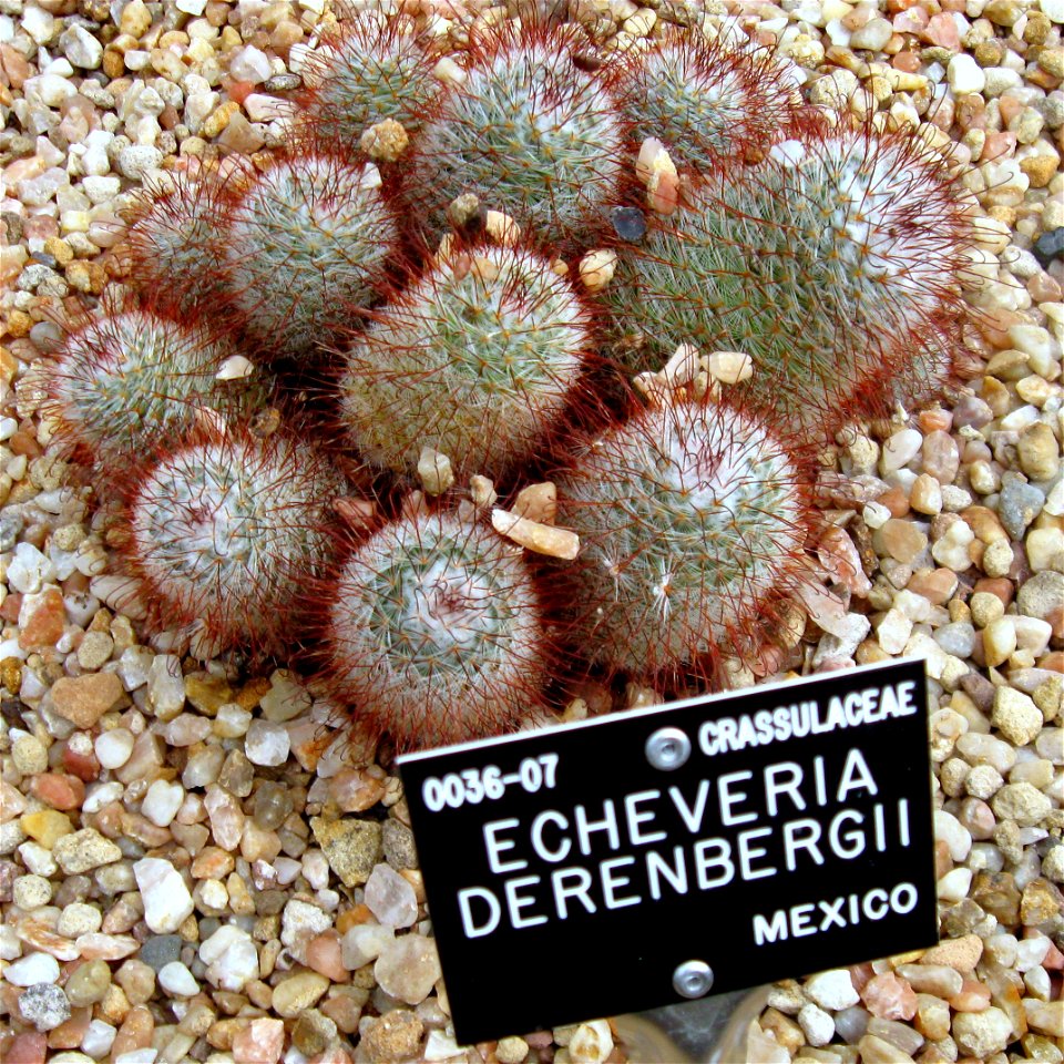 Mammillaria bombycina photographed at Durham University Botanic Garden on 3 June 2009.