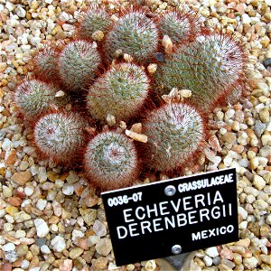 Mammillaria bombycina photographed at Durham University Botanic Garden on 3 June 2009.