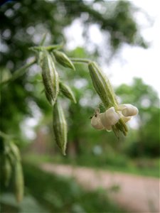 Nickendes Leimkraut (Silene nutans) im Landschaftsschutzgebiet Oftersheimer Dünen