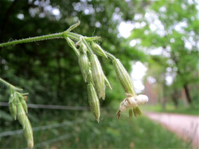 Nickendes Leimkraut (Silene nutans) im Landschaftsschutzgebiet Oftersheimer Dünen