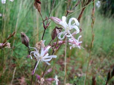 Nickendes Leimkraut (Silene nutans) auf dem Dreieichenbuckel im Naturschutzgebiet „Oftersheimer Dünen“