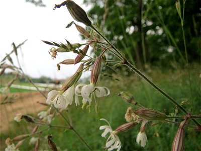 Nickendes Leimkraut (Silene nutans) auf dem Dreieichenbuckel im Naturschutzgebiet „Oftersheimer Dünen“