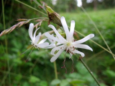 Nickendes Leimkraut (Silene nutans) auf dem Feldherrnhügel im Naturschutzgebiet „Oftersheimer Dünen“