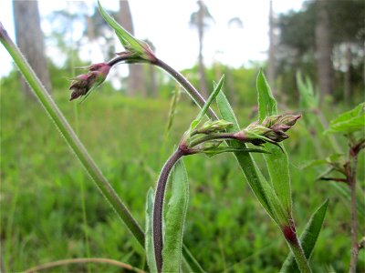 Nickendes Leimkraut (Silene nutans) auf dem Feldherrenhügel im Naturschutzgebiet „Oftersheimer Dünen“
