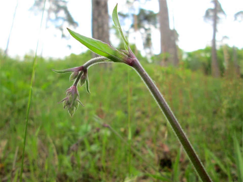 Nickendes Leimkraut (Silene nutans) auf dem Feldherrenhügel im Naturschutzgebiet „Oftersheimer Dünen“