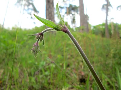 Nickendes Leimkraut (Silene nutans) auf dem Feldherrenhügel im Naturschutzgebiet „Oftersheimer Dünen“